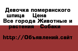 Девочка померанского шпица. › Цена ­ 40 000 - Все города Животные и растения » Собаки   